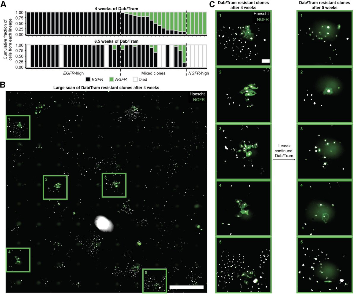 Dylan Schaff tweet media