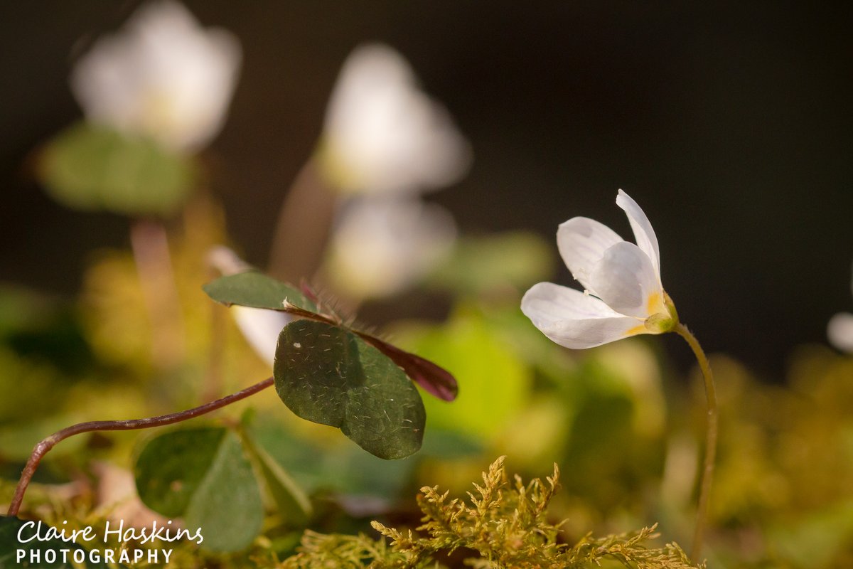 Another flower springing out at the moment is the delicate wood sorrel found growing in ancient woodlands across the region. This found last year at Horner Wood

#oxalis #flower #flowers #woodland #ancientwoodland #nature #macro #exmoor #exmoornationalpark #hornerwood