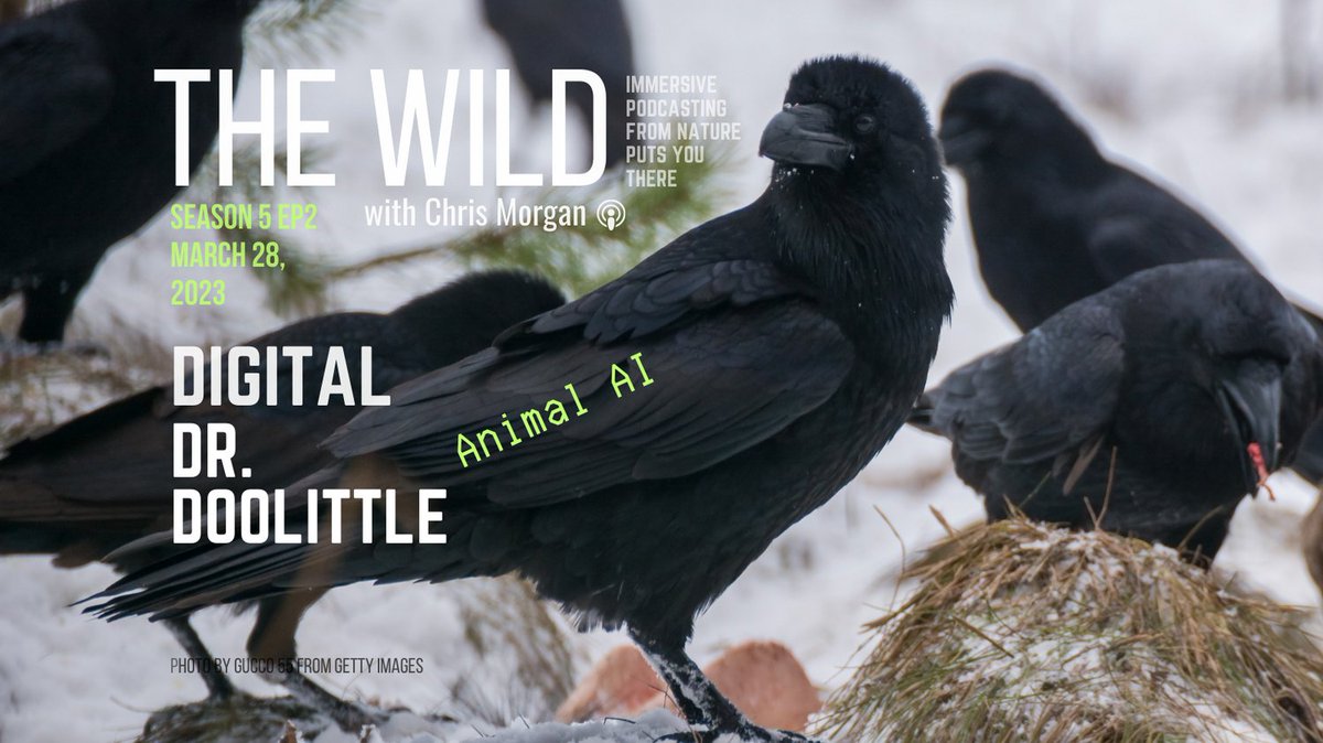 We could be talking to animals in the next year using artificial intelligence. But are we ready?
Tell me what you think after listening to this fascinating episode. Available today wherever you podcast or at: chrismorganwildlife.org/podcast-episod…