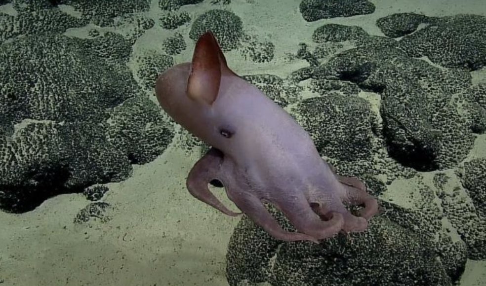 EVNautilus's tweet image. The time has come to announce the winner of the #OETDeepSeaMadness competition! Congratulations to the one-and-only Dumbo Octopus! While we love all #deepseacreatures, the fans have spoken and crowned the #dumbooctopus the favorite!