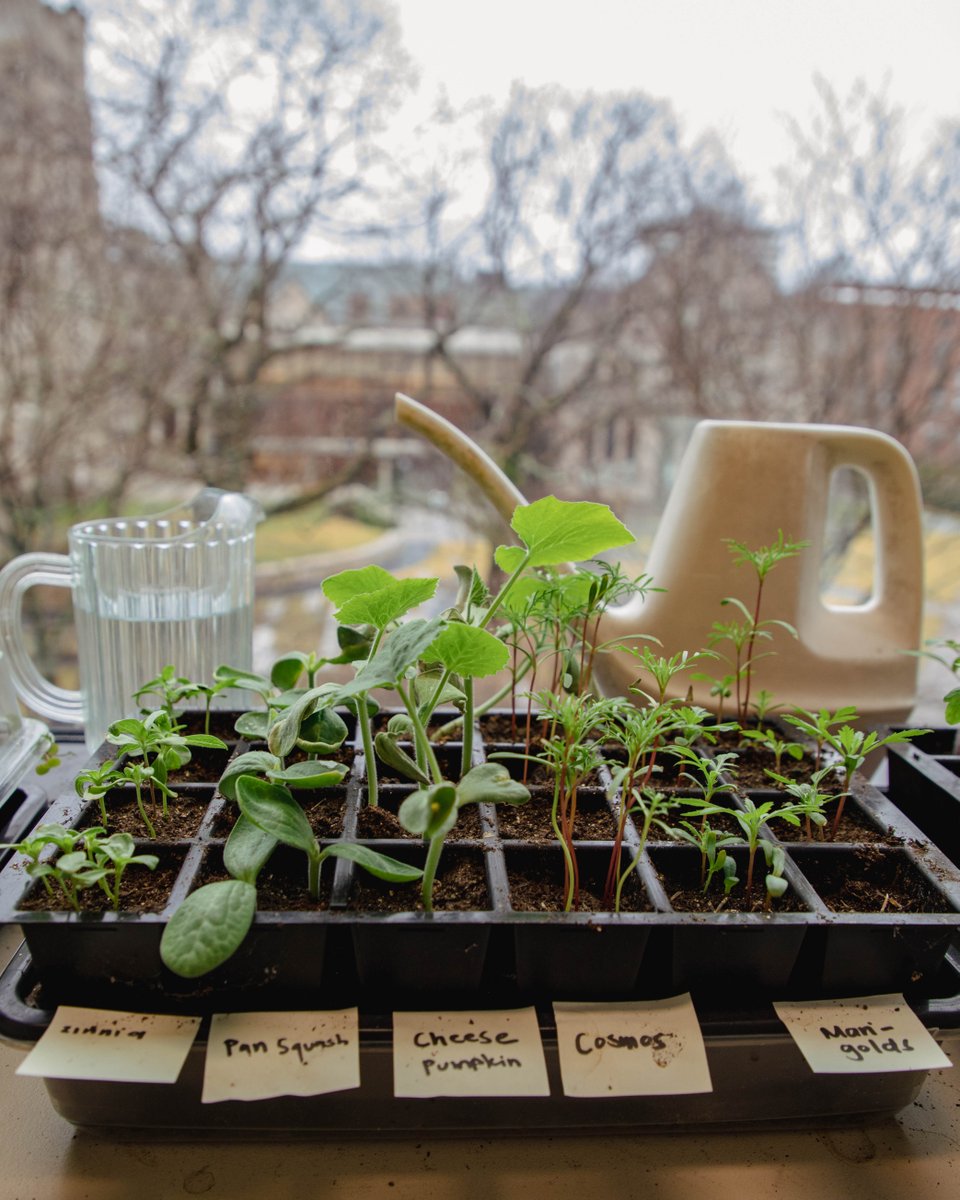 HarvardDivinity's tweet photo. Our seedlings are blooming 🌸 We're so excited to welcome our accepted students on campus for Open House. We can't wait to see you flourish during your time with us 🪴

#WelcomeToHarvard #HarvardDivinity https://t.co/DdZzB3LxGD