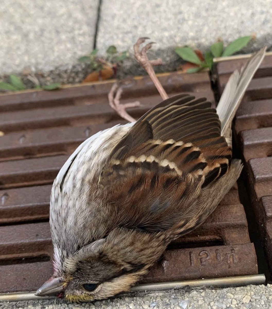 birdsafeuoft tweet media