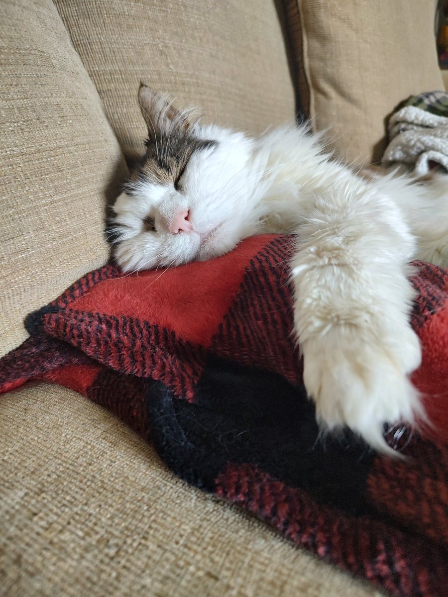peanutbudderj's tweet photo. Snoozin' so hard my ear fell off....jk it's just hiding 🤭 #CatsofTwittter #cute #CatsAreFamily https://t.co/m9kFnHyClz