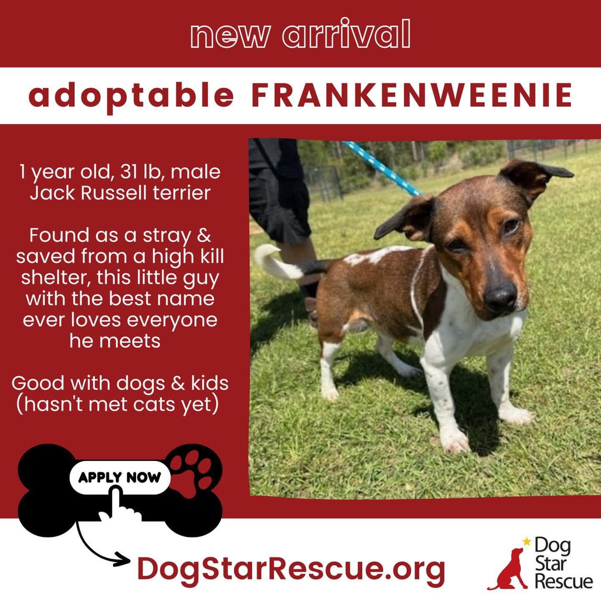 DogStarRescue's tweet photo. ‼️NEW ARRIVALS SNEAK PEEK‼️

Most of these dogs were saved from kill shelters, found as a stray, or just found themselves needing a new home of no fault of their own. Now they are lucky enough to be the newest Dog Stars in our rescue. #dogs #adoptme #CT #rescue https://t.co/5Dovy5jhy3