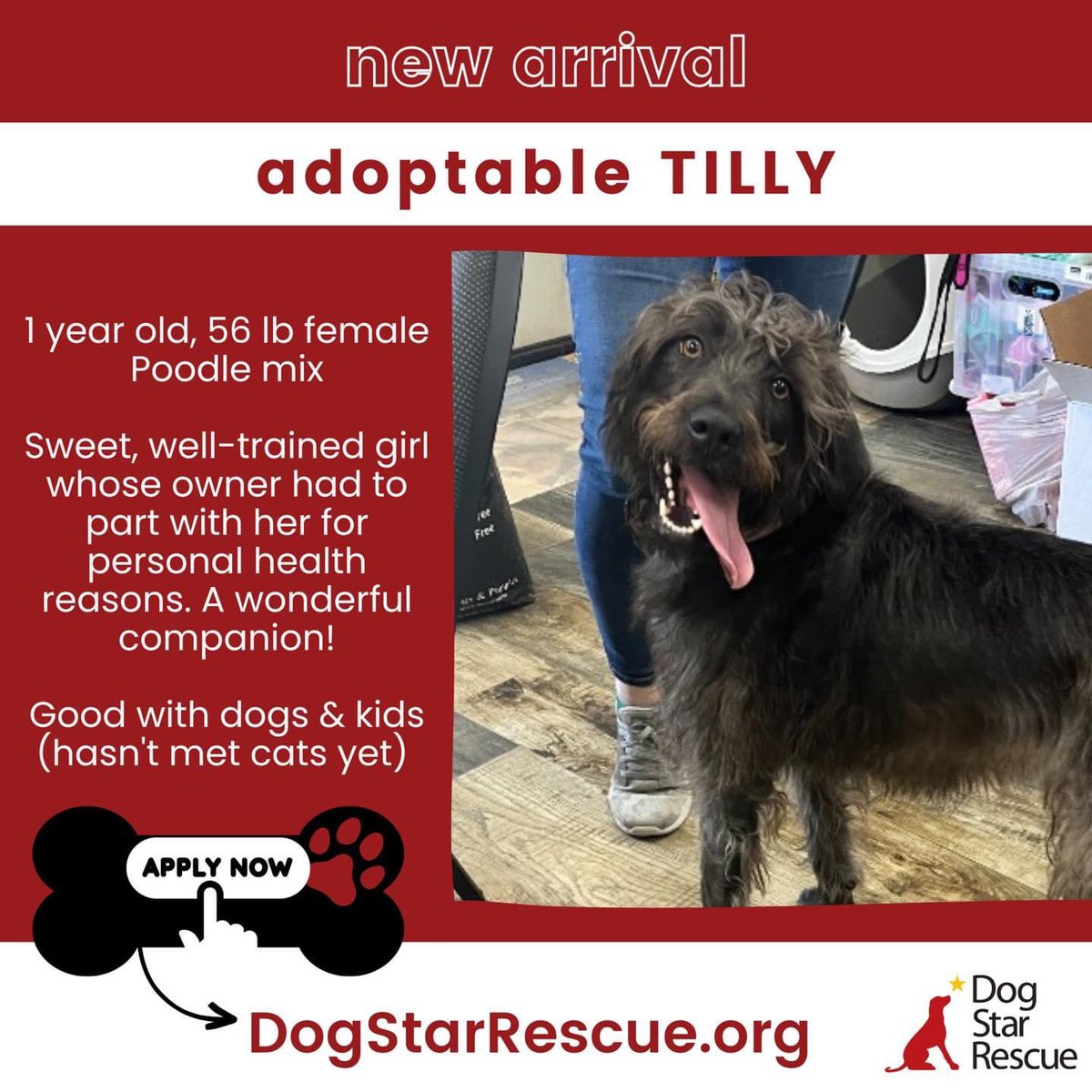 DogStarRescue's tweet photo. ‼️NEW ARRIVALS SNEAK PEEK‼️

Most of these dogs were saved from kill shelters, found as a stray, or just found themselves needing a new home of no fault of their own. Now they are lucky enough to be the newest Dog Stars in our rescue. #dogs #adoptme #CT #rescue https://t.co/5Dovy5jhy3