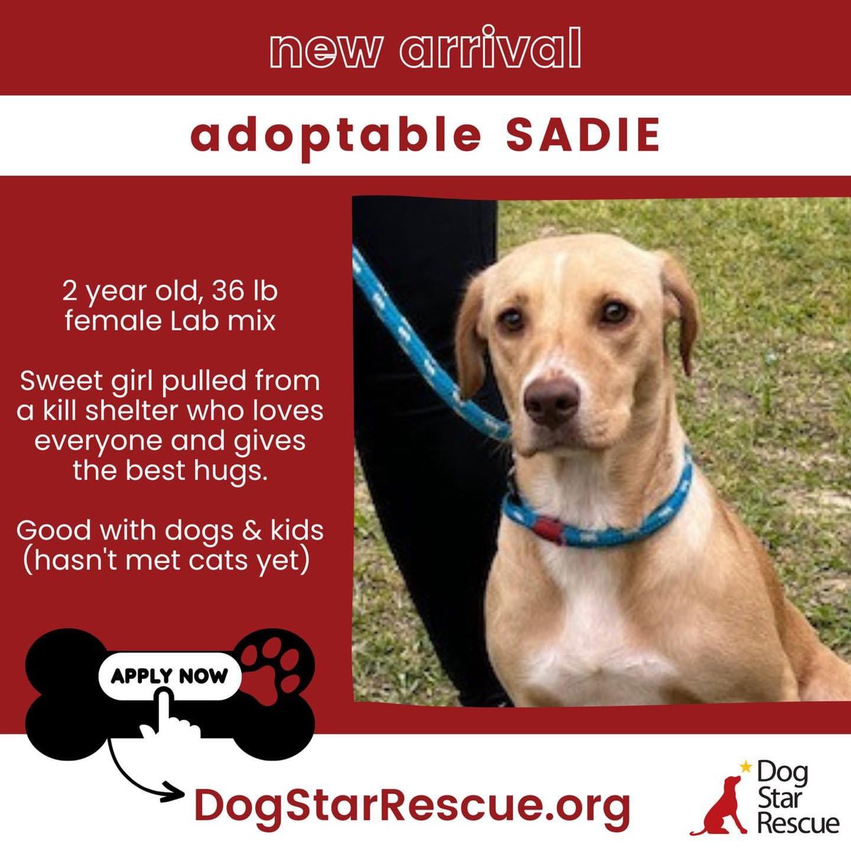 DogStarRescue's tweet photo. ‼️NEW ARRIVALS SNEAK PEEK‼️

Most of these dogs were saved from kill shelters, found as a stray, or just found themselves needing a new home of no fault of their own. Now they are lucky enough to be the newest Dog Stars in our rescue. #dogs #adoptme #CT #rescue https://t.co/5Dovy5jhy3