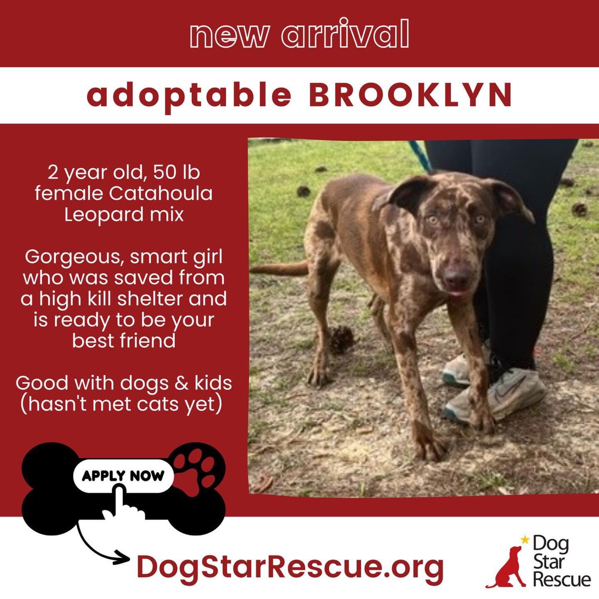 ‼️NEW ARRIVALS SNEAK PEEK‼️

Most of these dogs were saved from kill shelters, found as a stray, or just found themselves needing a new home of no fault of their own. Now they are lucky enough to be the newest Dog Stars in our rescue. #dogs #adoptme #CT #rescue