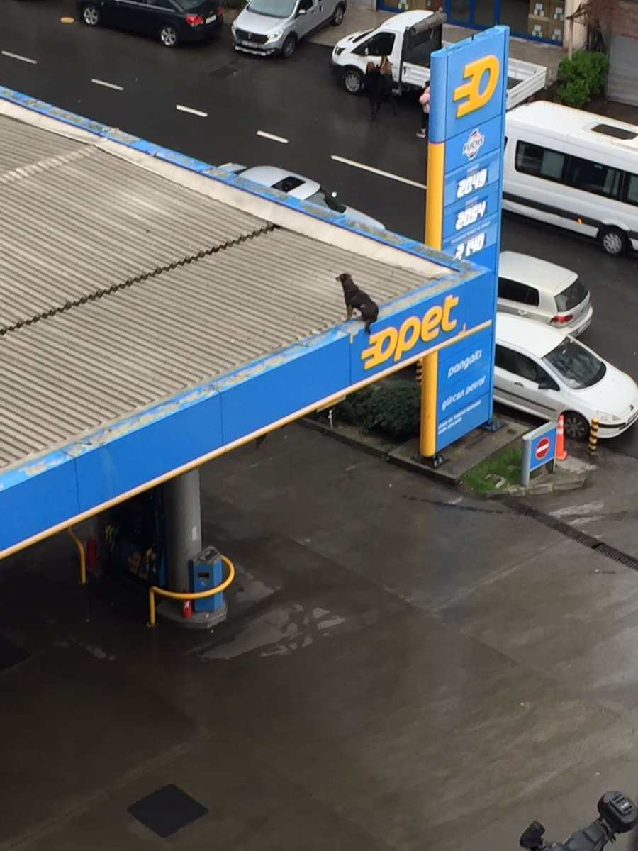 Pangaltı Opet'in çatısındaki sokak köpeği saatlerdir kurtarılmayı bekliyor. İftaiye gelip alamayıp geri gitti. <a href="/sislibelediyesi/">Şişli Belediyesi</a> bizim kapanlarımıza sığamaz diyor. Biri lütfen bir yol gösterebilir mi? Nasıl indirilecek bu hayvancağız? <a href="/istanbulbld/">İstanbul Büyükşehir Belediyesi</a>