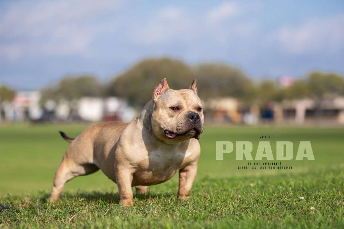 longliveturtle2's tweet photo. Incase y’all wanted to know what quality American bullies looked like ! Follow me on ig @jpk_hit #ExtremeDreams https://t.co/RHiNlh71Et