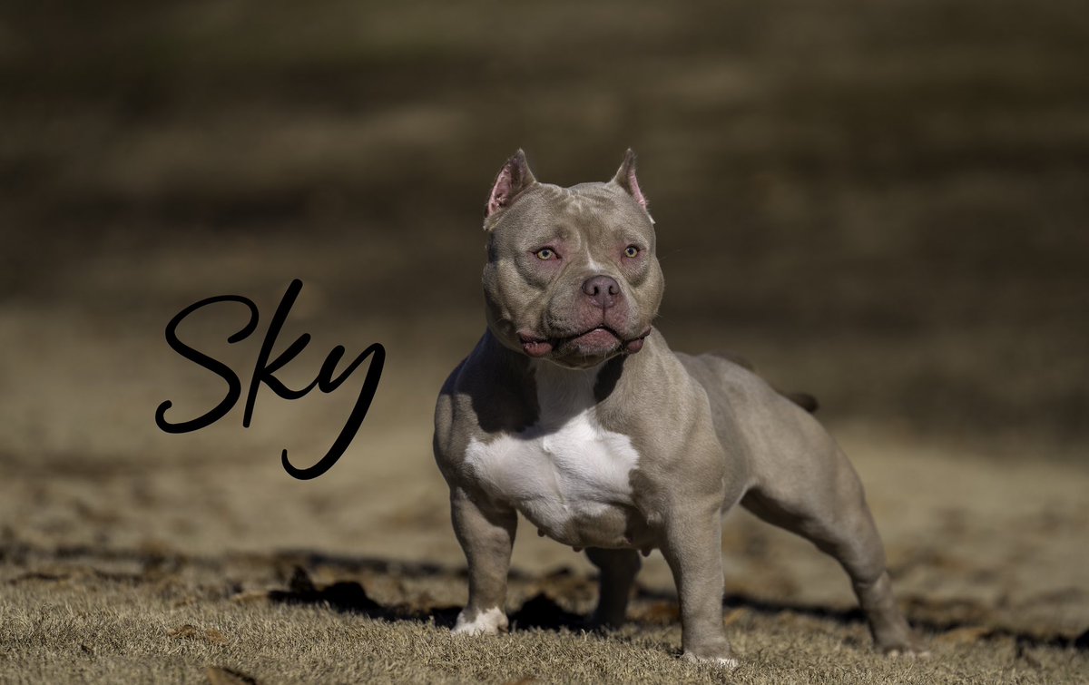 longliveturtle2's tweet photo. Incase y’all wanted to know what quality American bullies looked like ! Follow me on ig @jpk_hit #ExtremeDreams https://t.co/RHiNlh71Et