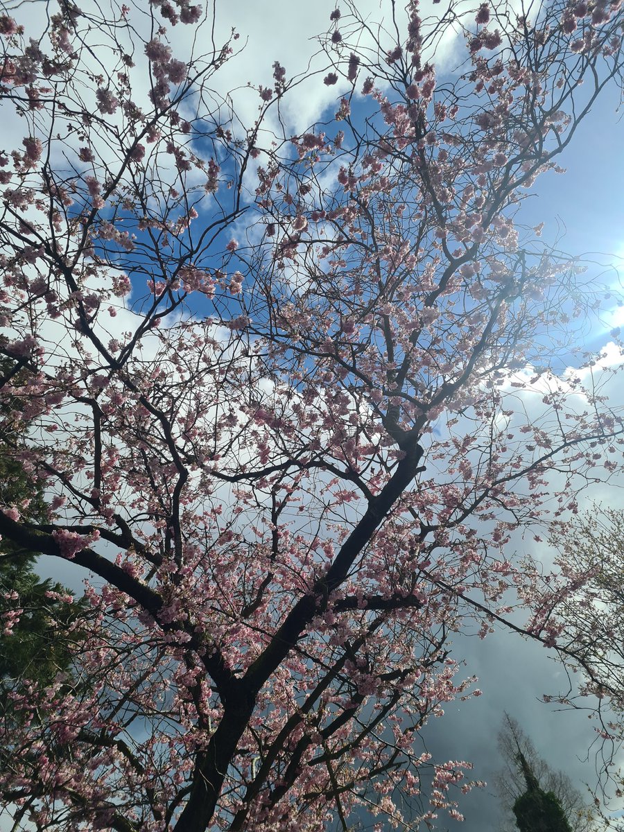 Prunus Accolade op de kwekerij. De boom is zo'n 50 jaar oud, maar gelukkig nog in de bloei van zijn leven. #bloesem #esveld