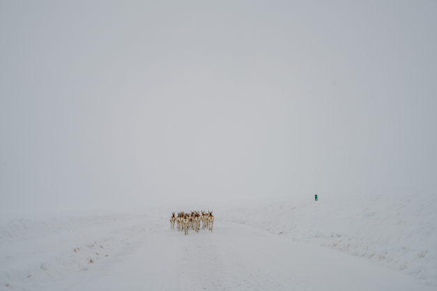 CPW_NW's tweet photo. While spring is officially here, winter continues to hold on in the NW. While the effects of this year's severe winter won't be seen until after the snow melts, NW Region staff and bios are preparing for a higher mortality rate this year. 

Full story ➡️ https://t.co/54LPi6L1uS https://t.co/VUPtCNj73W