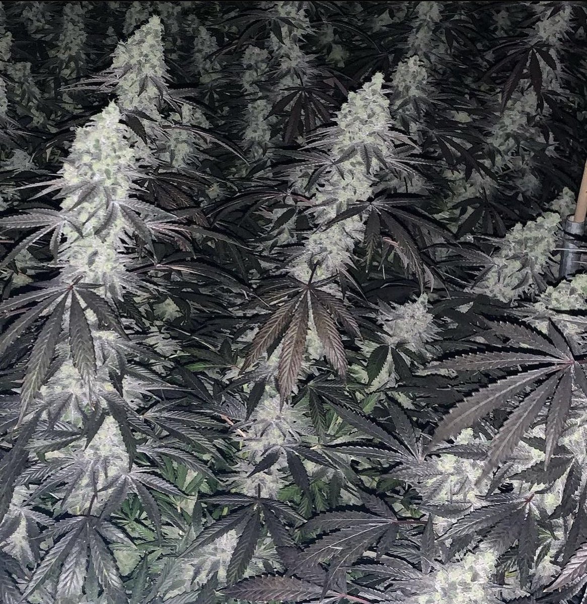 Pcgclones's tweet photo. #Gushmints growing strong!! Find out more on our Instagram https://t.co/hOTte0NtJQ https://t.co/KaEGRBsxK2