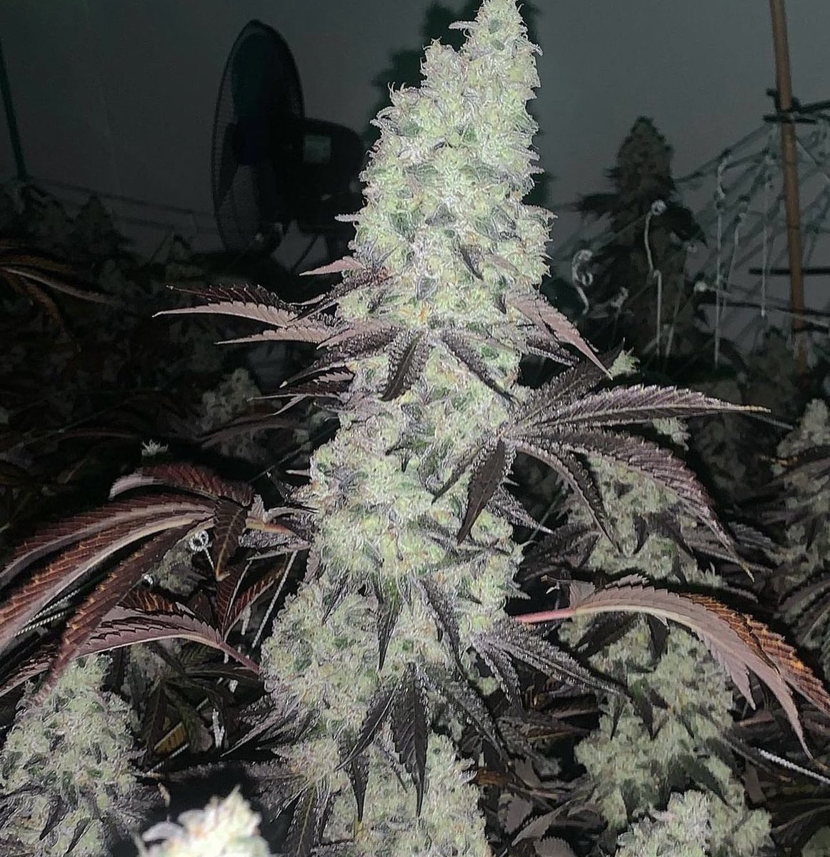 Pcgclones's tweet photo. #Gushmints growing strong!! Find out more on our Instagram https://t.co/hOTte0NtJQ https://t.co/KaEGRBsxK2