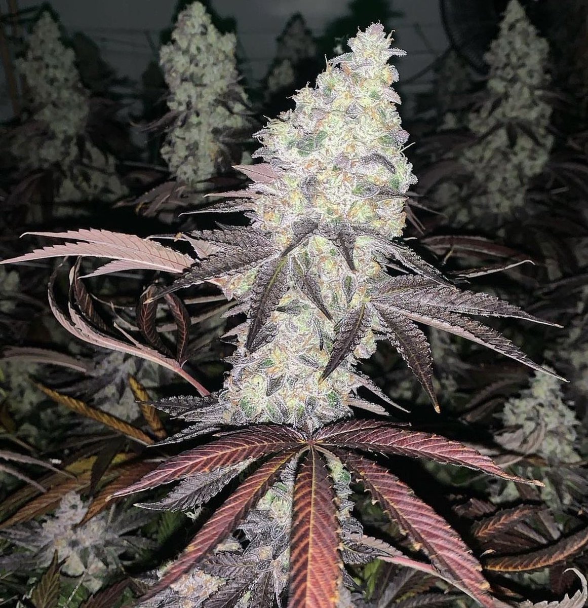 Pcgclones's tweet photo. #Gushmints growing strong!! Find out more on our Instagram https://t.co/hOTte0NtJQ https://t.co/KaEGRBsxK2