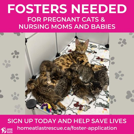 Learn about fostering, and save a life, at HomeatLastRescue.ca   #yorkville #bloorstreetwest #junctionTO #downtowntoronto #blogTO #TorontoMusic #ScarbTO #Willowdale #EastYork #TorontoEvents #Torontonian #Leslieville #danforth
