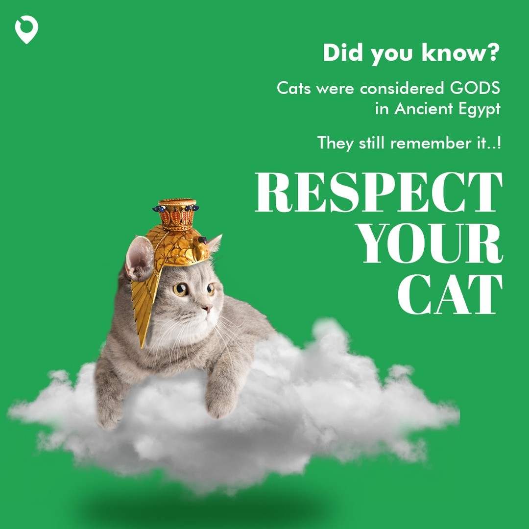 Your cat wants you to remember and celebrate this 😸

Let's get them some goodies and food today to make them feel paw-some! 😻

Check out <a href="/ShopKingDukes/">King Duke's</a> on Lowkel for pet supplies, visit: bit.ly/3JPI2ft

#cats #catlover #catlife #catlovers