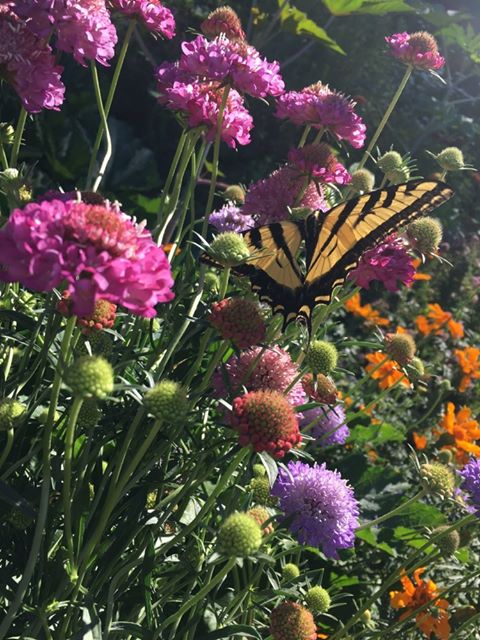 The ways in which we grow plants can have a significant impact on the health of the planet. 

By adopting sustainable and regenerative farming practices, we can promote a healthier, more resilient, and more sustainable environment.

📸: Emerald Spirit Botanicals