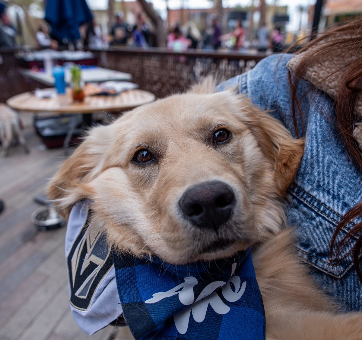 Tom Kaplan tweet media