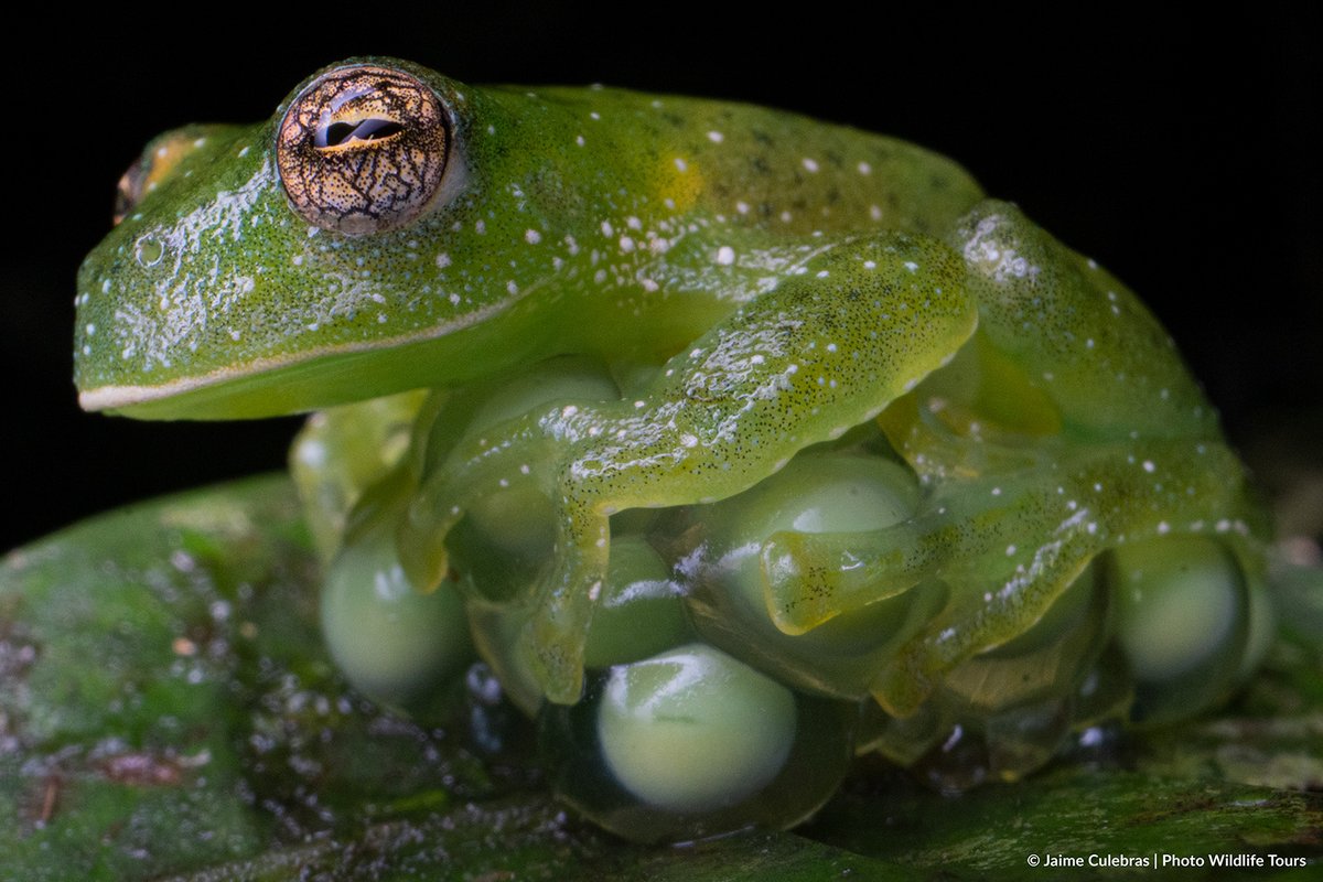 Jaime Culebras tweet media