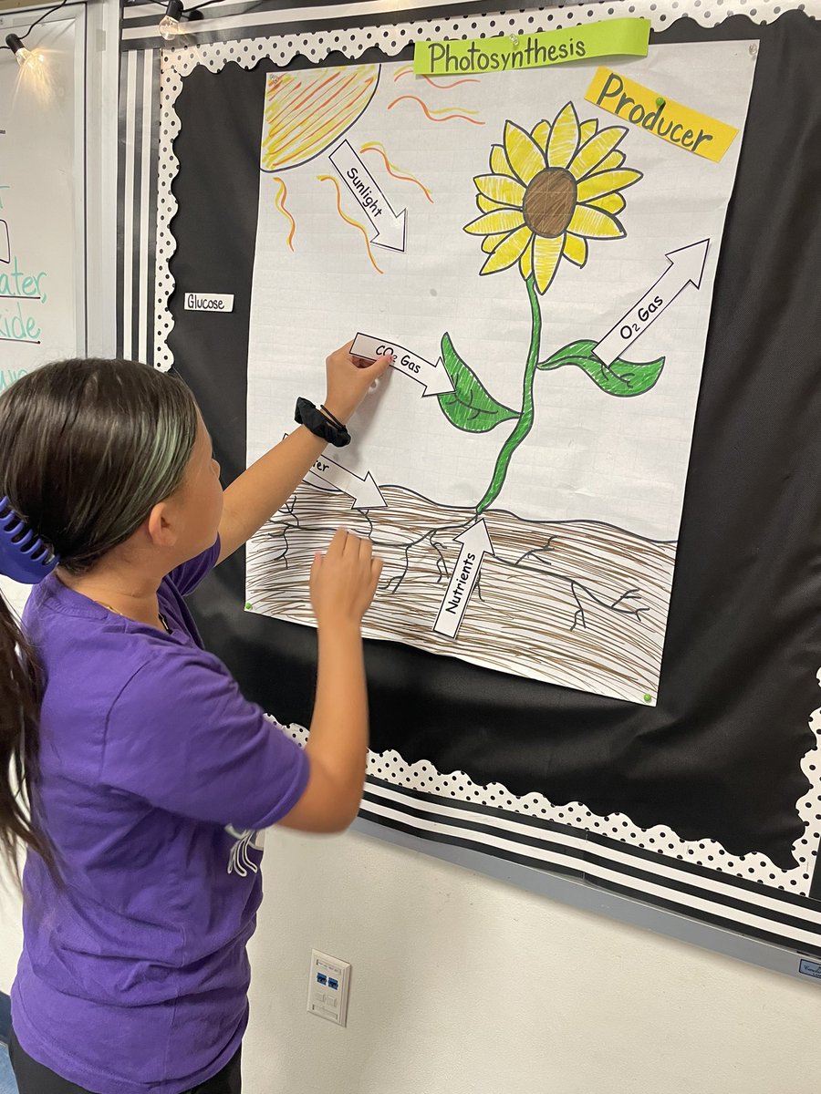 KoreeNeff's tweet photo. Today students are using both digital word walls and physical word walls to help understand the photosynthesis process #wordwall #digitalwordwall #bisdshines #BISD #BIRDVILLEISD https://t.co/WOQkNEA6CJ
