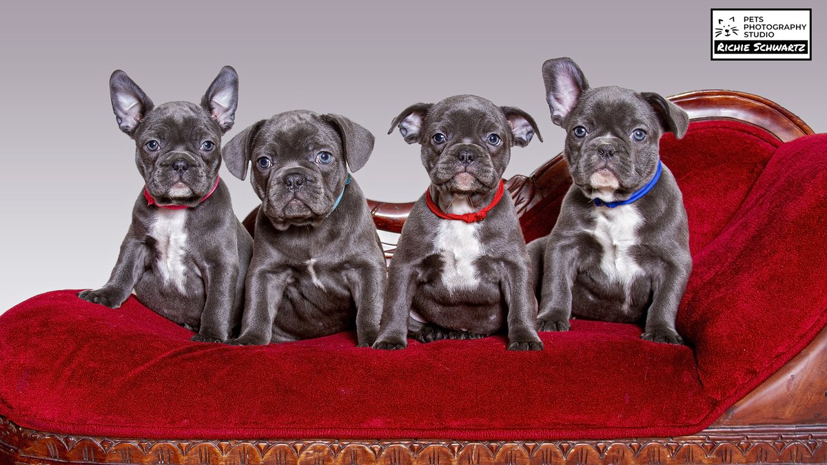 It was National Puppy Day - So I did this....
#puppies #petphotography #RichieSchwartz #FrenchBulldogs