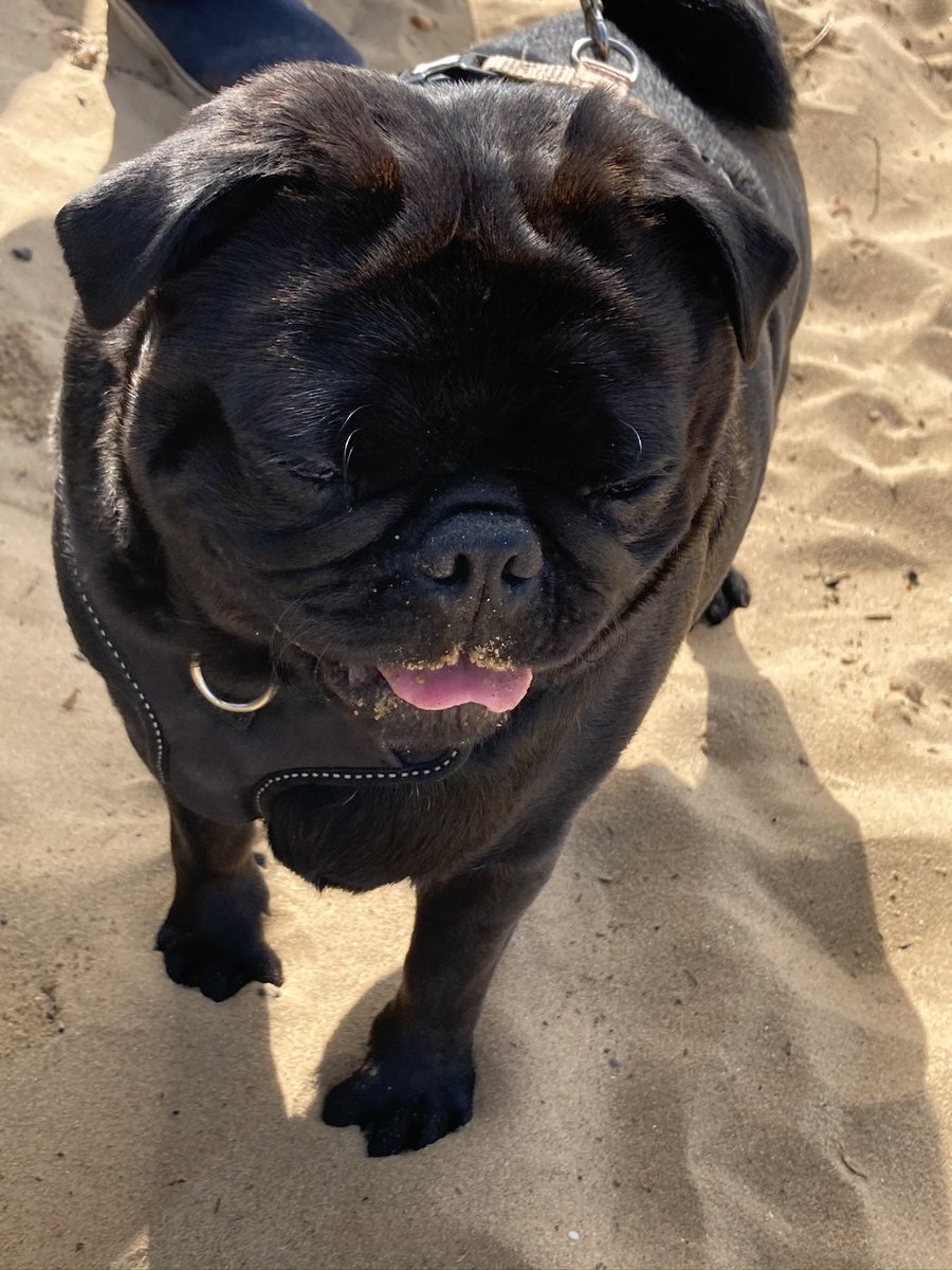 PugBrigadier's tweet photo. @ScribblePug Licking the sand. Missing summer. #tot #scribblepug https://t.co/RZJ6Kp3KvP