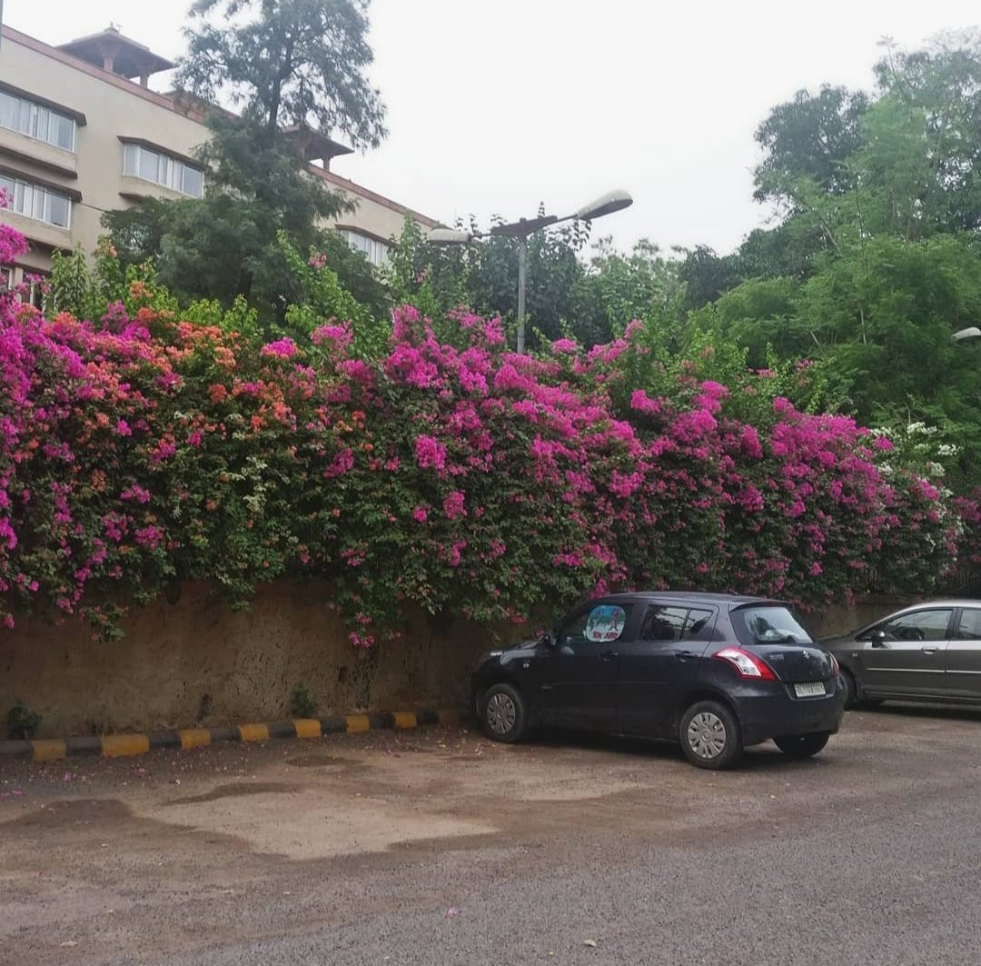 tikulli's tweet image. From Ashoka Hotel. A riot of colours. #Bougainvillea #delhispring #springindelhi #delhitrees #treesofdelhi #Flowers #spring #SpringVibes