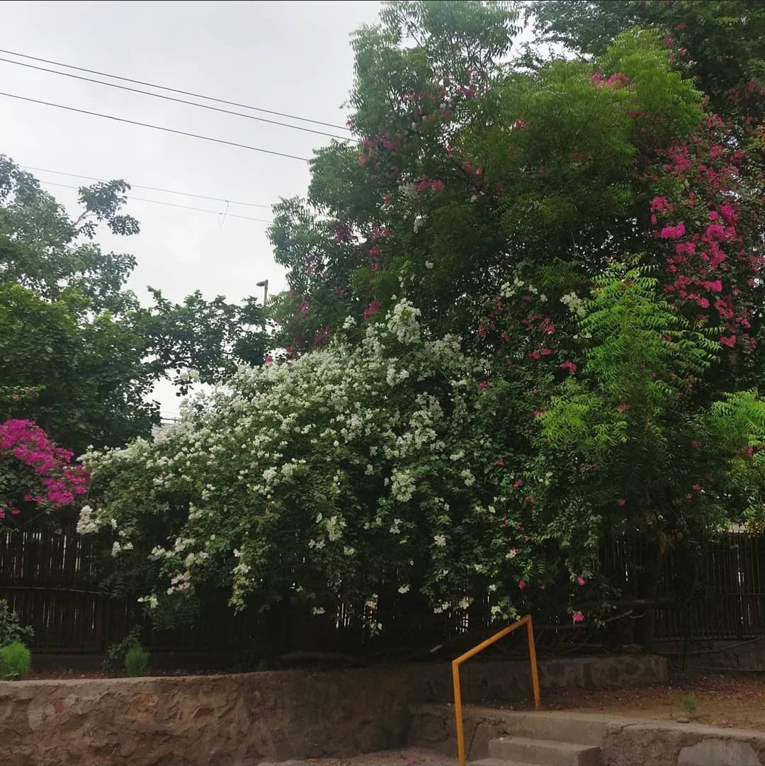 tikulli's tweet image. From Ashoka Hotel. A riot of colours. #Bougainvillea #delhispring #springindelhi #delhitrees #treesofdelhi #Flowers #spring #SpringVibes