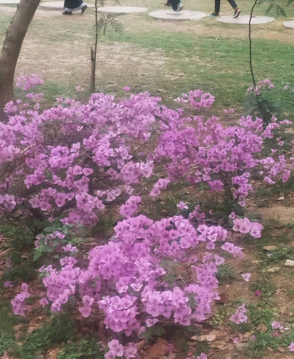 tikulli's tweet image. From Ashoka Hotel. A riot of colours. #Bougainvillea #delhispring #springindelhi #delhitrees #treesofdelhi #Flowers #spring #SpringVibes