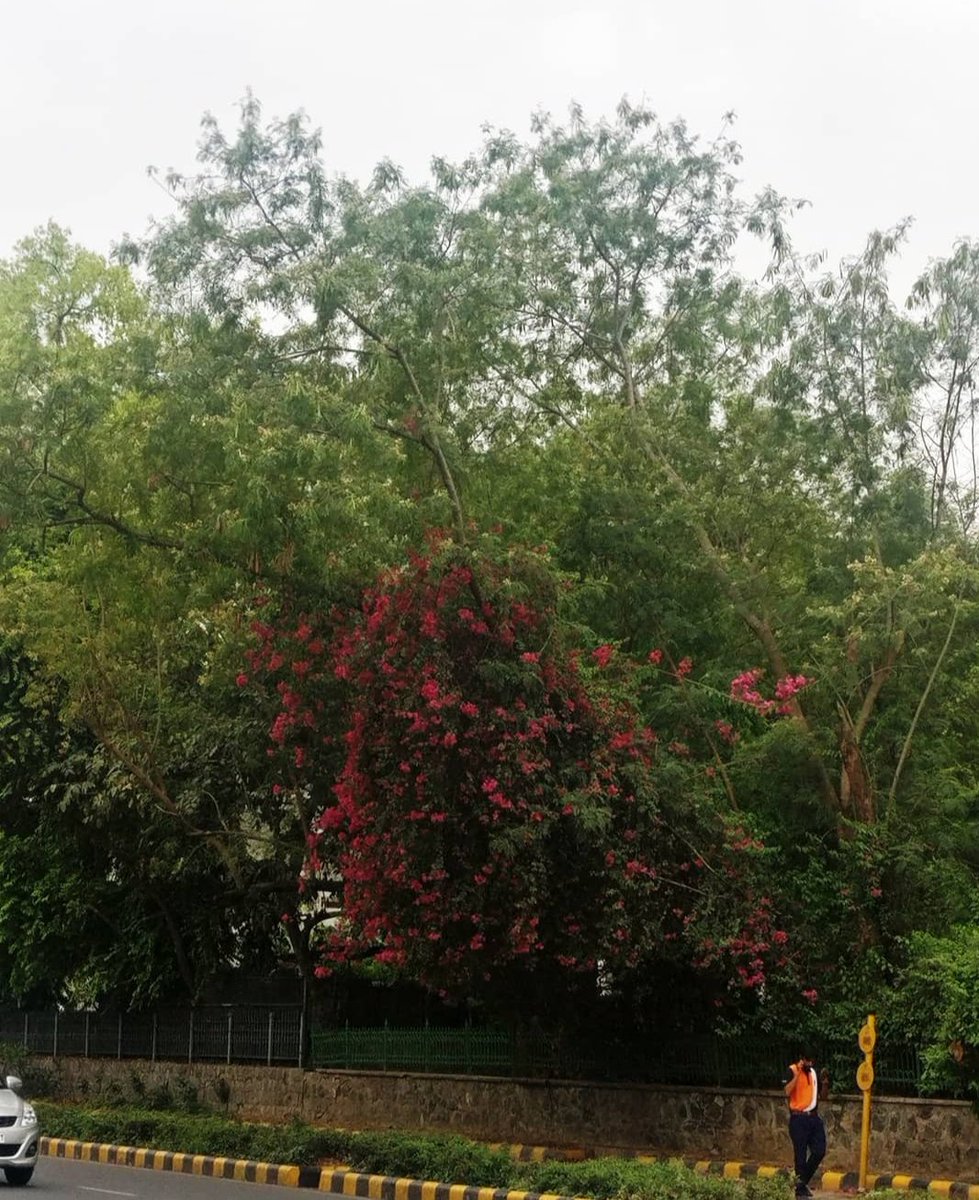 tikulli's tweet image. 8. Just growing wild in abundance. #Bougainvillea #Delhi #DelhiSpring #SpringinDelhi #Flowers #delhitrees #treesofdelhi