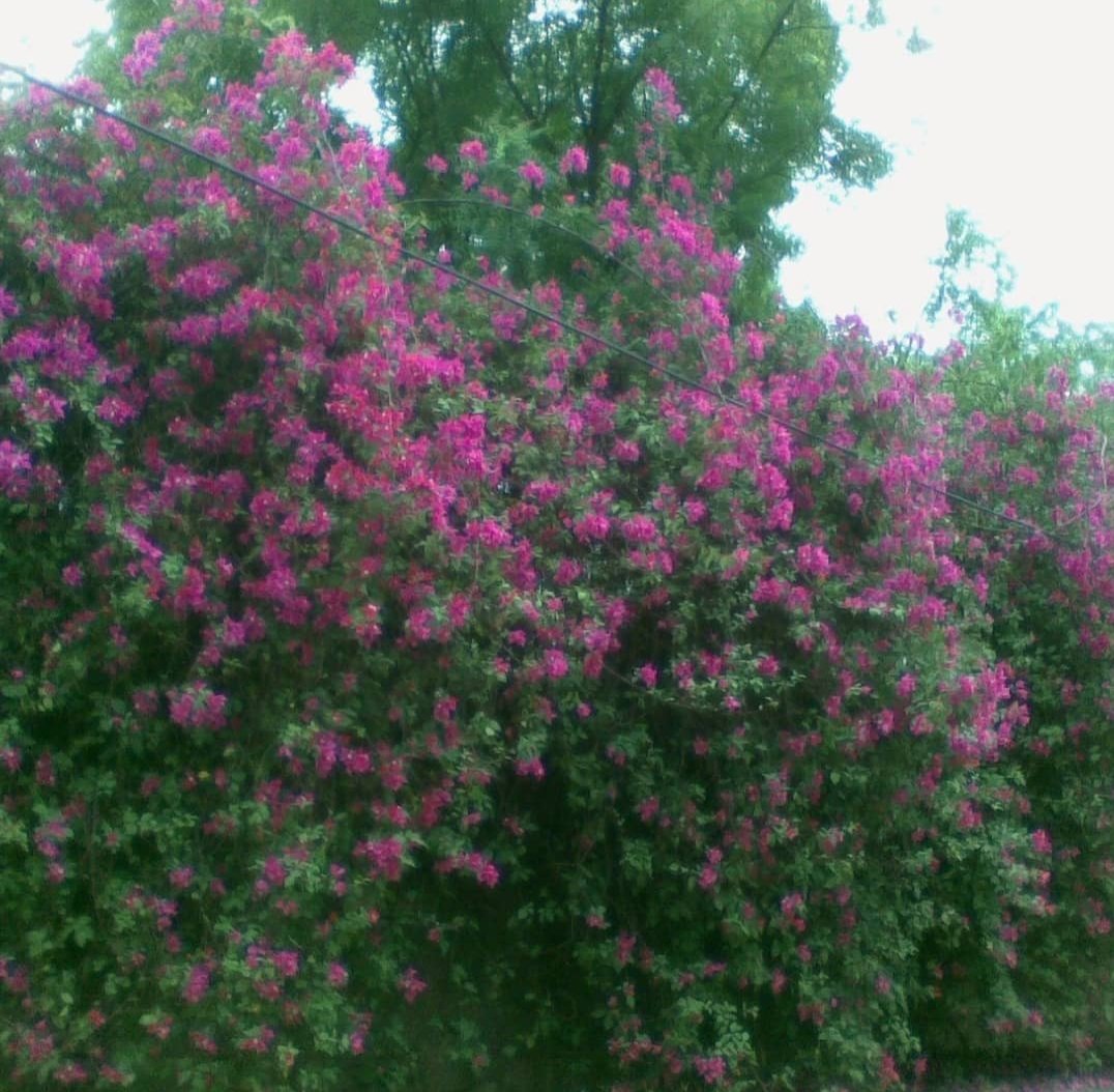 tikulli's tweet image. 8. Just growing wild in abundance. #Bougainvillea #Delhi #DelhiSpring #SpringinDelhi #Flowers #delhitrees #treesofdelhi