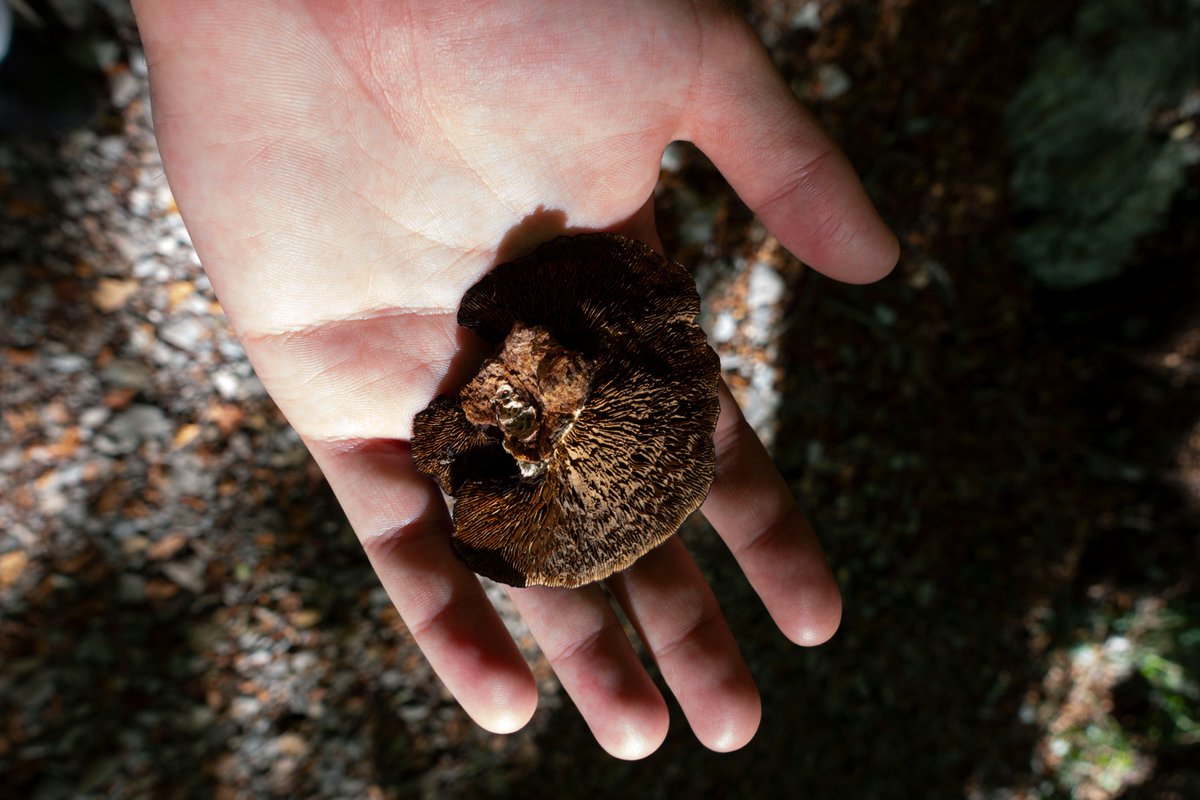 Institut Kunst Gender Natur HGK Basel FHNW (@institut_kunst) on Twitter photo Save the date for our MA symposium Genders of the Forests on 24 and 25 May in Basel and online. Moderated by <a href="/chusmartinez/">chus martinez</a> and Quinn Latimer, it will feature international artists, poets, thinkers, activists, curators, and hybrid others. <a href="/FHNW/">Fachhochschule Nordwestschweiz FHNW</a> dertank.ch/we-explore/gen… Save the date for our MA symposium Genders of the Forests on 24 and 25 May in Basel and online. Moderated by <a href="/chusmartinez/">chus martinez</a> and Quinn Latimer, it will feature international artists, poets, thinkers, activists, curators, and hybrid others. <a href="/FHNW/">Fachhochschule Nordwestschweiz FHNW</a> dertank.ch/we-explore/gen…