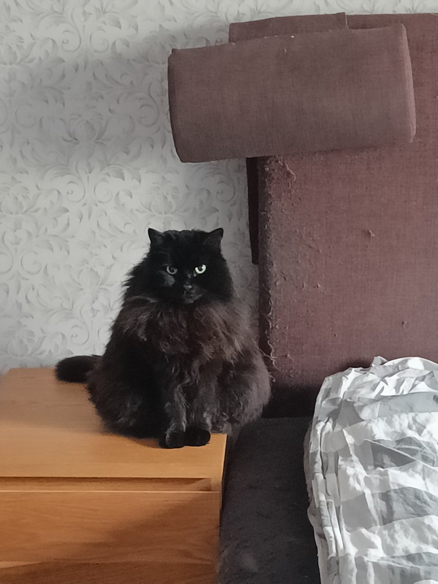 numrii's tweet photo. @mcKrii Wtf I thought it was my cat https://t.co/INejHuN4A5