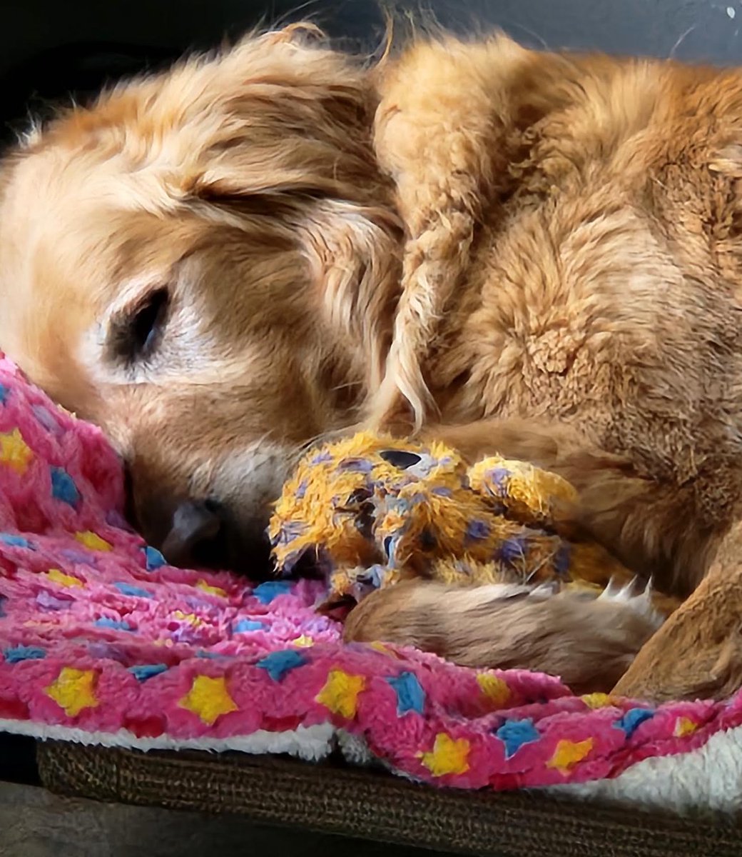 FurryGoldDreamz's tweet photo. Mom got me a new blanket. I love Mom. #goldenretriever #FurryGoldenDreamz https://t.co/NMMSotYGBe