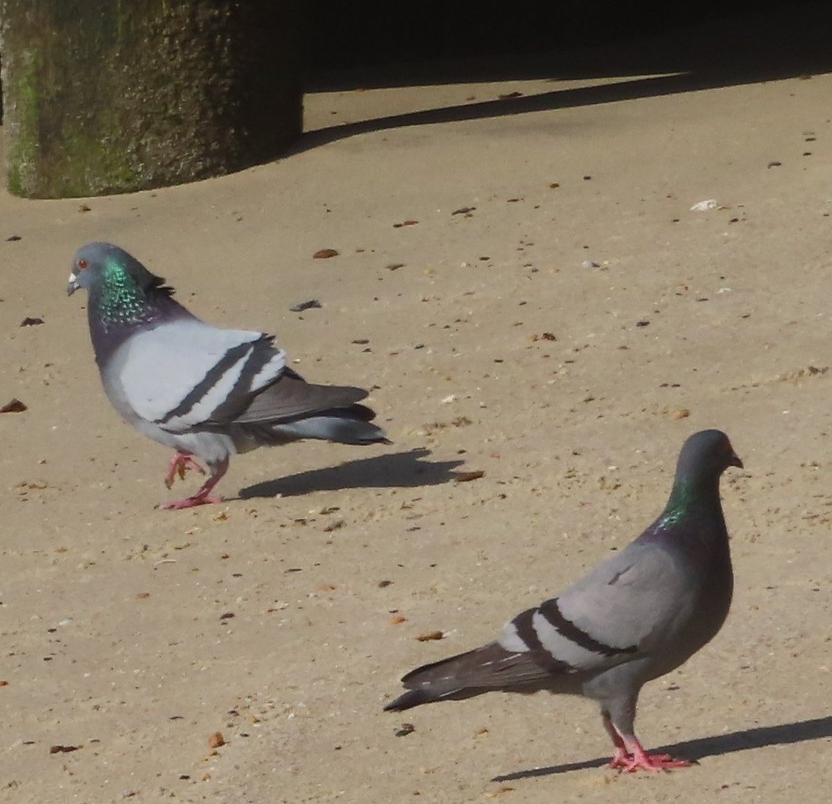 bjkingape's tweet photo. Truly underappreciated birds. #pigeons #birds #animals https://t.co/YT4L9PvYnI