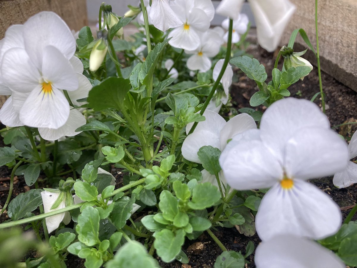 We're holding our AGM  on Wednesday 29th March at 6.30pm <a href="/CoplestonCentre/">Copleston Peckham</a> 

Come and hear what we have been doing and what we have planned. Hope to see you there!