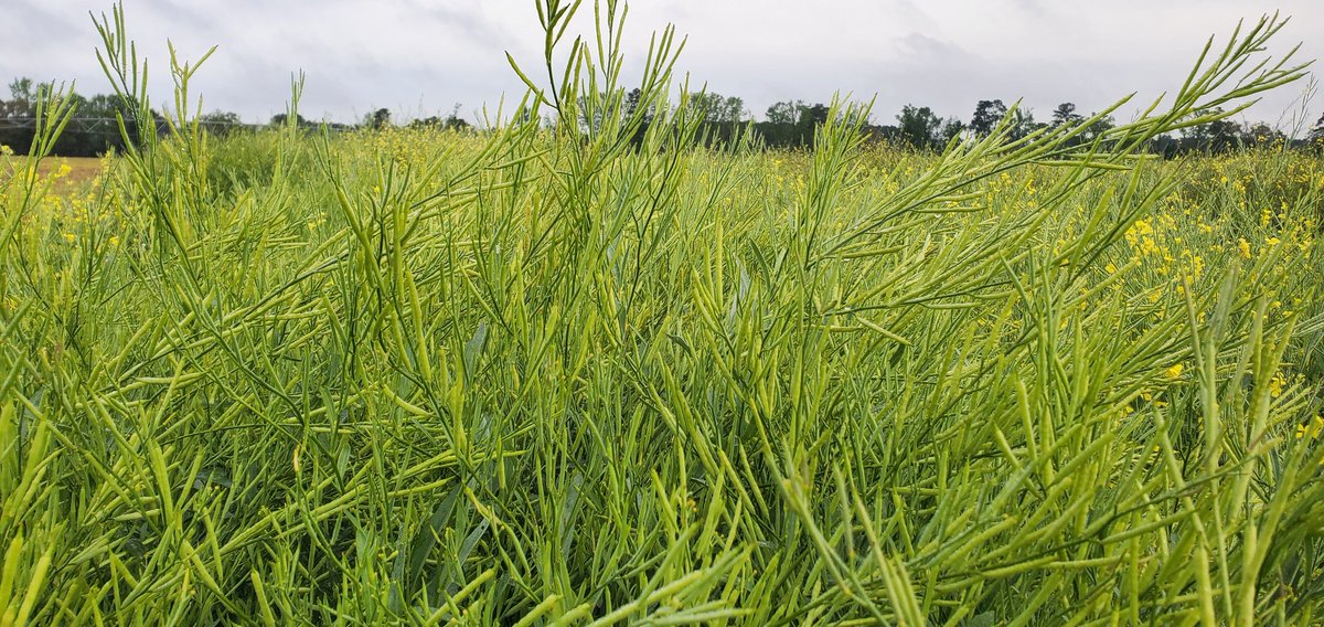 TheClodKicker's tweet image. Visited Clemson Uni. Pee Dee Res. &amp;amp; Edu. Center with #Nuseed R&amp;amp;D Agronomist Logan Dyer. Impressed by the remarkable #resilience of new hybrid #carinata varieties, even in temps. as low as 16°F. Grateful to USDA-ARS Research Geneticist Todd Campbell for managing these trials.