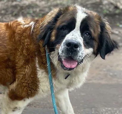 Animal Adoptions UK 🐕‍🦺🐈🐎❤️ tweet media