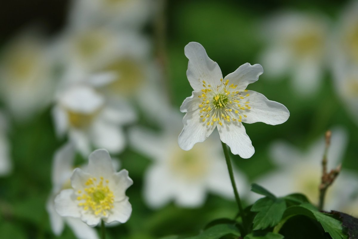 Een tapijt van bosanemonen in het Bunderbos (meer dan vorig jaar volgens mij) Sprookjesachtig mooi! <a href="/magnifiekZL/">Magnifiek Zuid-Limburg</a>