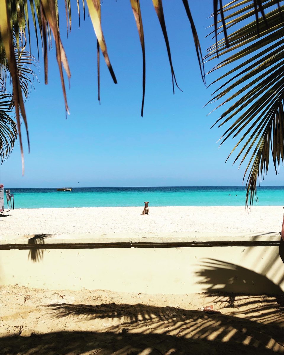 JudyDudley's tweet image. #potcake #princess. Can I take her home? I’m in love.