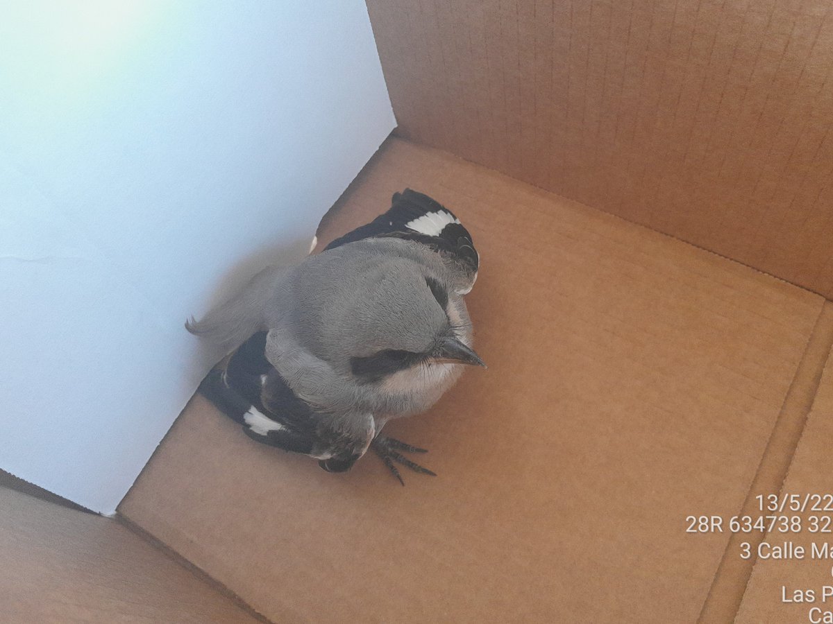 Medio Ambiente Lanzarote tweet media