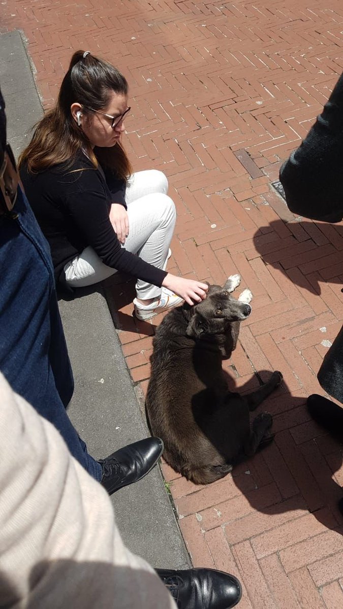 AnaSuarezLicoa's tweet photo. Este perrito tiene más d 4 años en el edificio de la Presidencia, fue adoptado por quienes trabajan ahí. Tiene alimentación, médico, aseo. Sin embargo, hoy indican que “un perro en el edificio no es bueno para la imagen” x lo q llamaron al Municipio a retirarlo 😡 @jcarlosaizprua https://t.co/OOQKJX1exT
