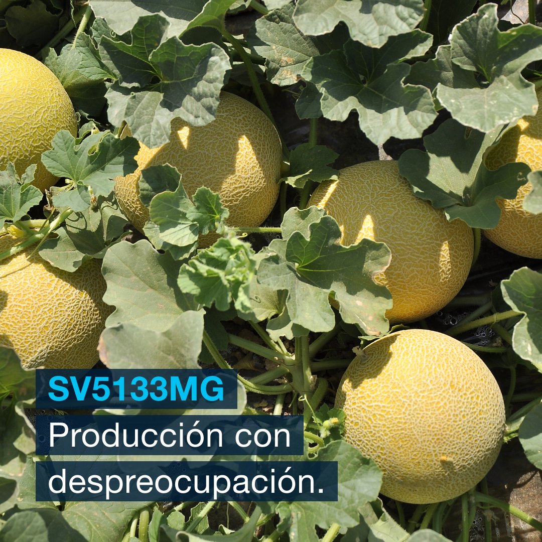 SeminisIberia's tweet photo. 🍈 ¡Producción con despreocupación! 🍈
La variedad destaca por ser muy productiva, con calibre uniforme y en línea con las especificaciones del mercado. Además de presentar unas características organolépticas idóneas.
#cyroline #seminis #vegetablesbybayer https://t.co/HbltkdxvMT