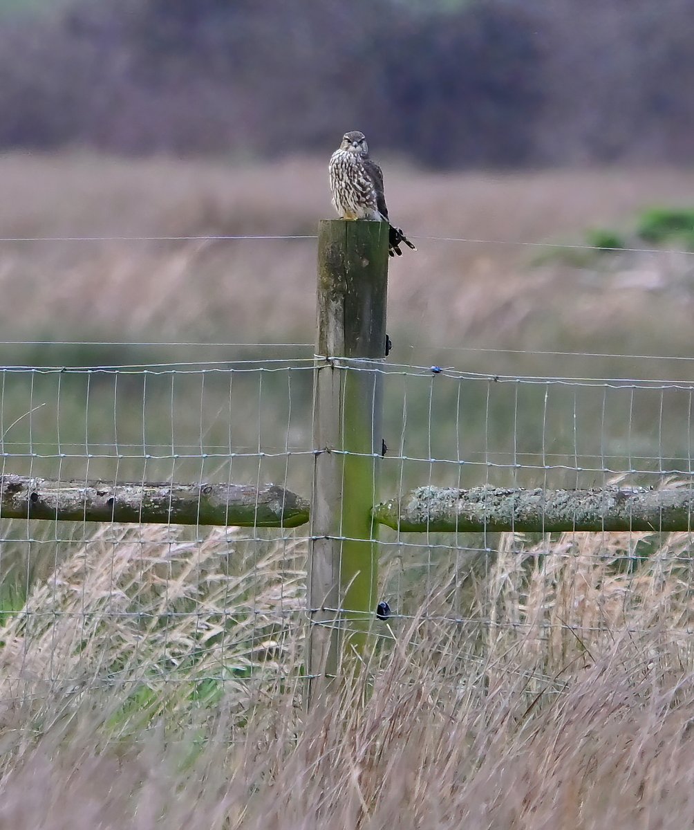 Saw this distant bird on a post at the weekend, who knows what it's called? 🤔🐦
