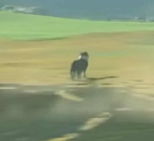 CanYouPetTheDog's tweet photo. Dogs are confirmed to return in The Legend of Zelda: Tears of the Kingdom https://t.co/HA8iAdXo9v