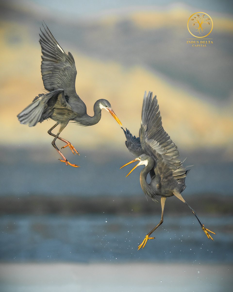 'The Hunger Games'
Herons Clash Over a Meal.

Clifton - Karachi

@OrnithoPakistan @ThePhotoHour @IndiAves #BirdsOfTwitter #birdsphotography @Pakistaninpics @BBCEarth #BBCWildlifePOTD