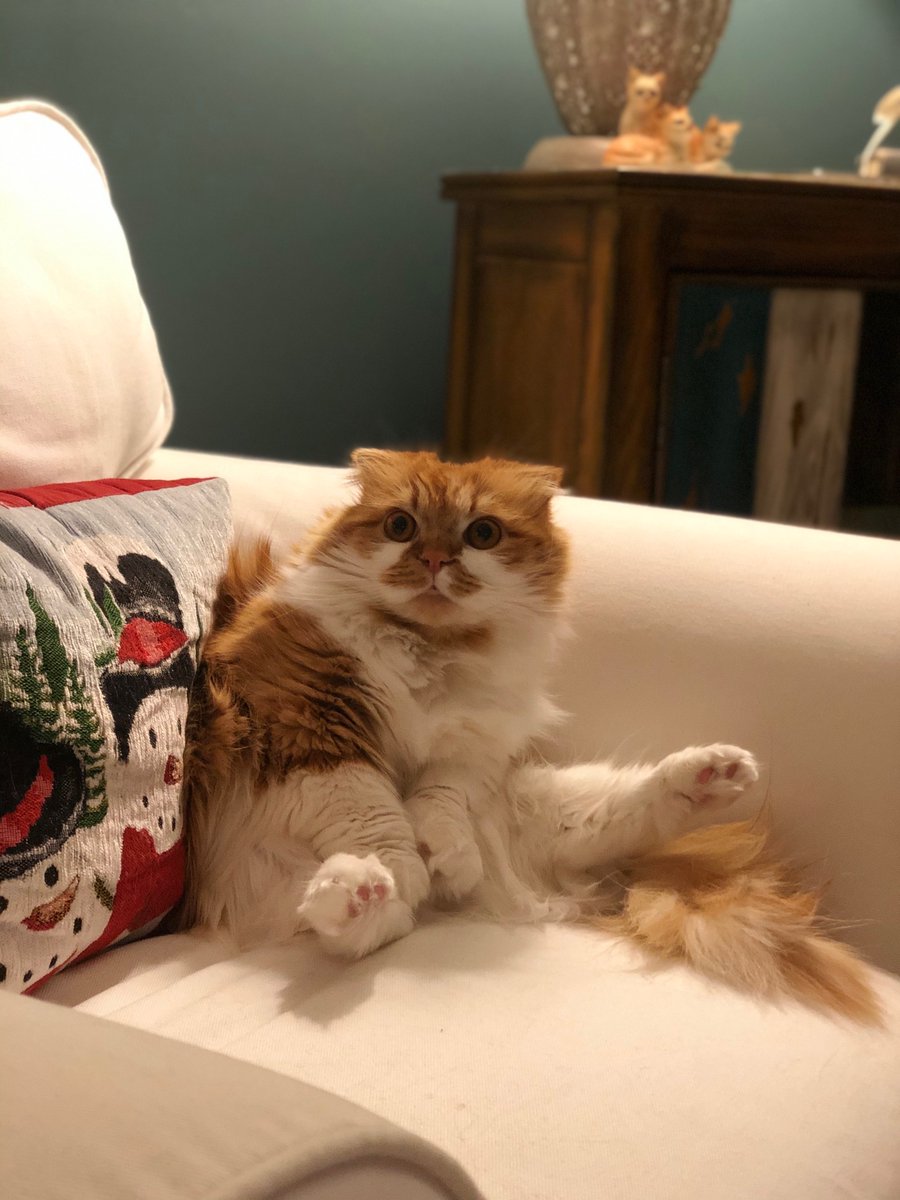 HatTheTurtle's tweet photo. Ham, by @poorlycatdraw https://t.co/nZ6PeJvyeR