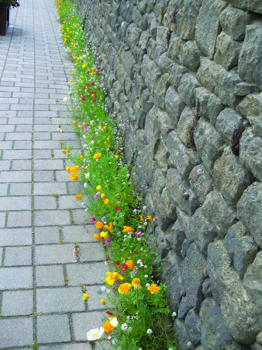 These dwarf flowering plants will fill in the spaces between paving stones and they’ve been specially selected because their root systems won’t enlarge the existing cracks as they grow.
meadowinmygarden.co.uk/products/crack…