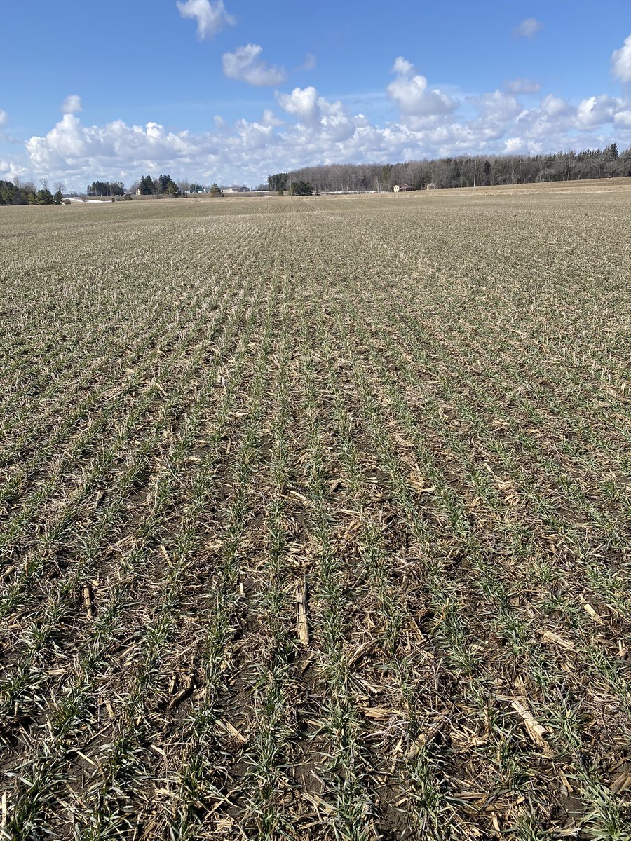 Making my twitter debut today! What a beautiful day to be out checking some winter wheat🌾 #Spring2023 <a href="/midwestco_op/">Midwest Co-operative Services Inc.</a>